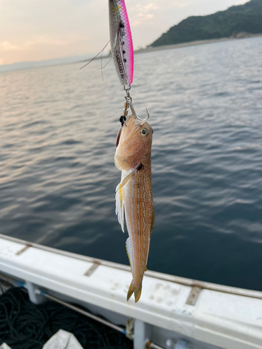 エソの釣果