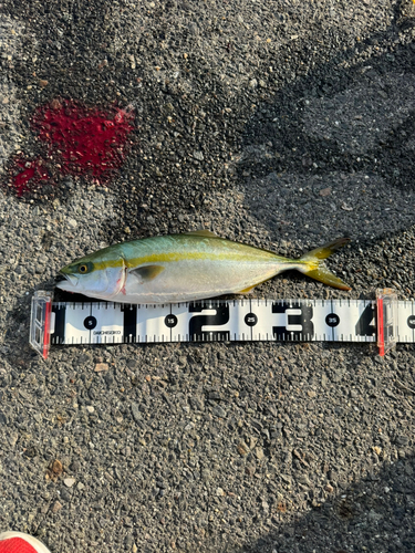 ツバスの釣果