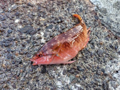 アカササノハベラの釣果