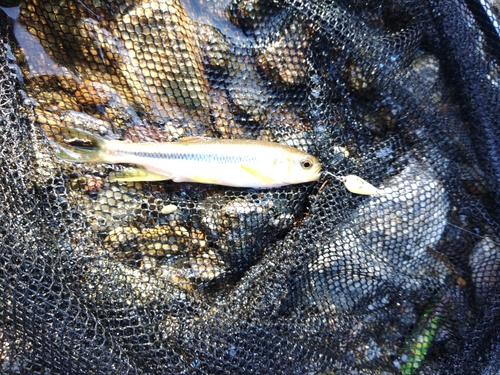 カワムツの釣果