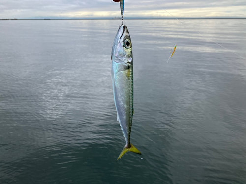 サバの釣果