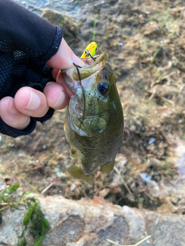 ラージマウスバスの釣果