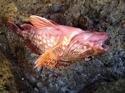 エソの釣果