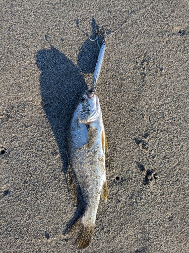 ニベの釣果