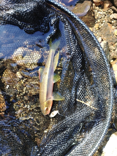 カワムツの釣果