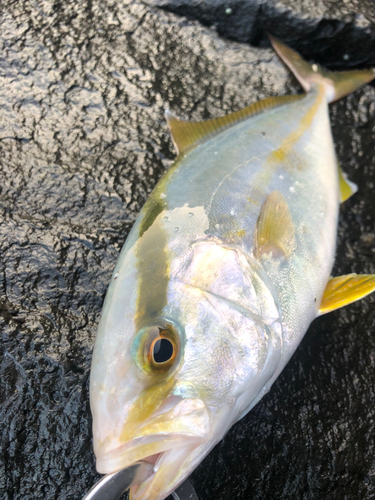 ネリゴの釣果