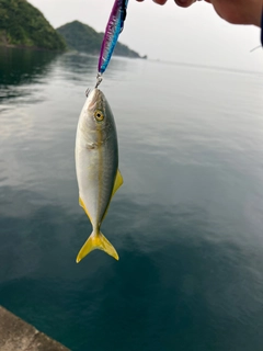 ワカシの釣果