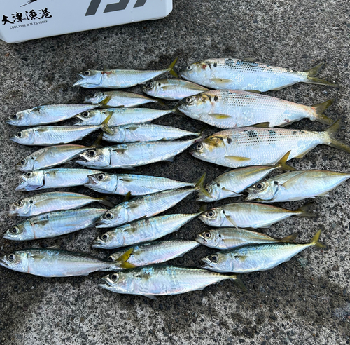 マアジの釣果