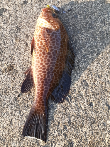 オオモンハタの釣果