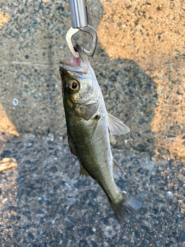 スズキの釣果