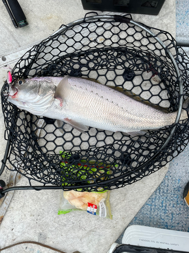 ニベの釣果