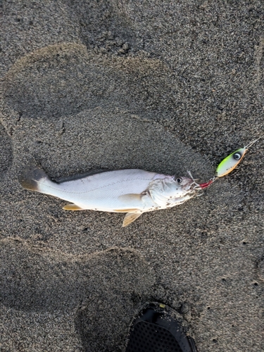 ニベの釣果