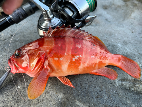 アカハタの釣果