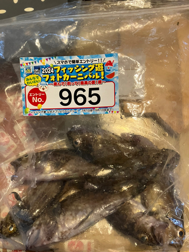 カサゴの釣果