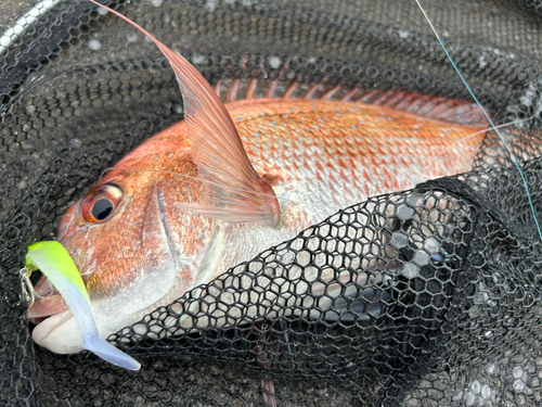 マダイの釣果