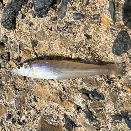 シロギスの釣果