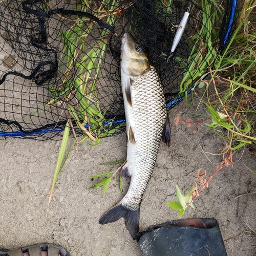 コイの釣果