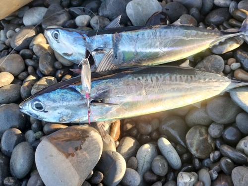 ソウダガツオの釣果