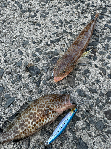 オオモンハタの釣果