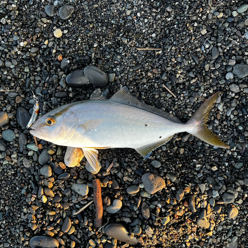 ショゴの釣果