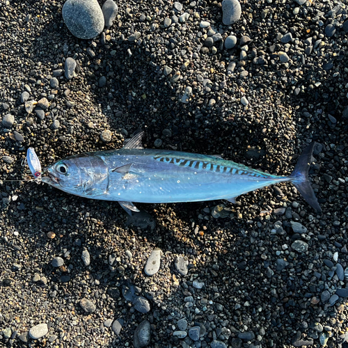 ソウダガツオの釣果