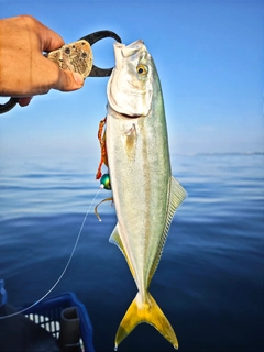 イナダの釣果