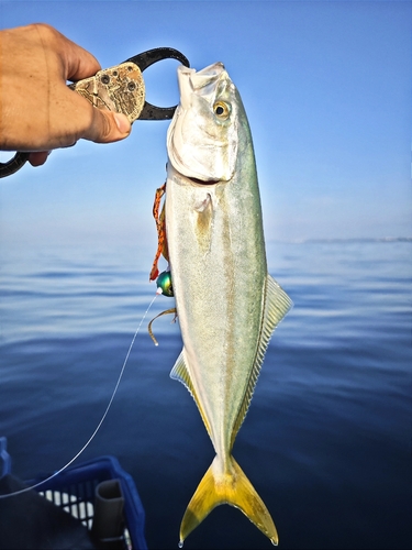 イナダの釣果