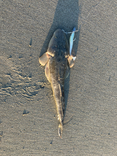 マゴチの釣果