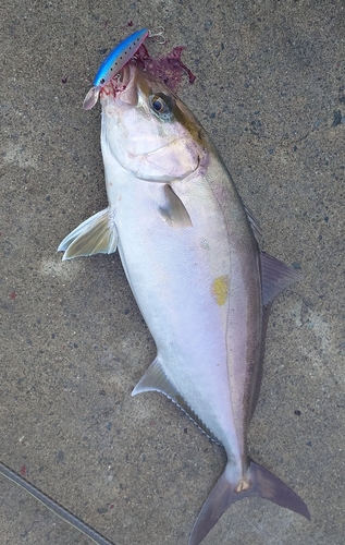 カンパチの釣果