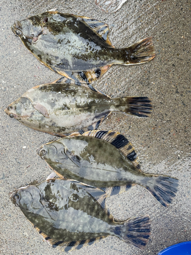 カレイの釣果