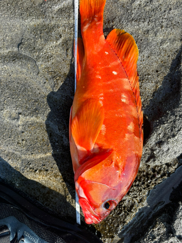 アカハタの釣果