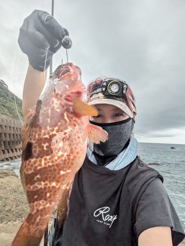 キジハタの釣果