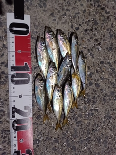 アジの釣果