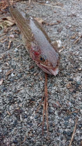 エソの釣果