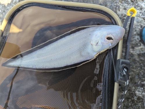 シタビラメの釣果