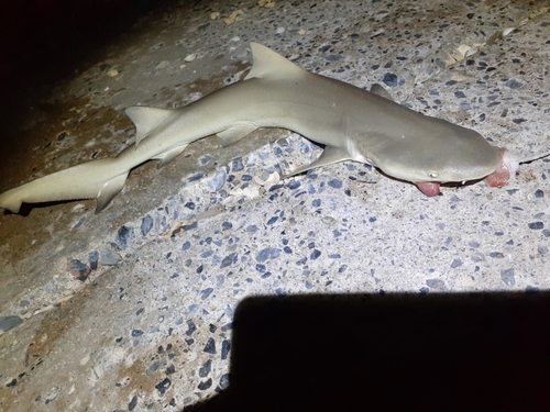 ネムリブカの釣果