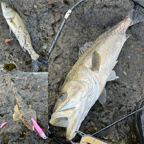 シーバスの釣果