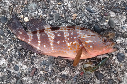 アコウの釣果