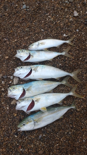 ツバスの釣果