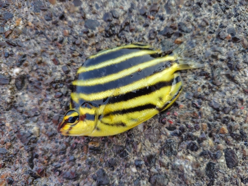 カゴカキダイの釣果