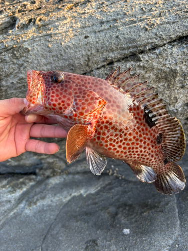 ノミノクチの釣果