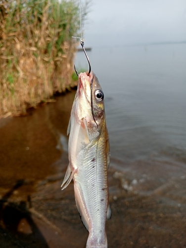 アメリカナマズの釣果