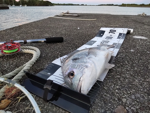 キビレの釣果