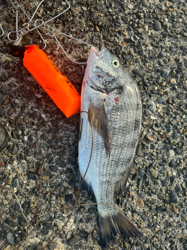 クロダイの釣果