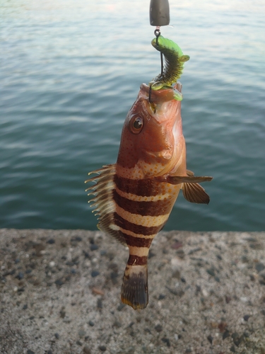 アオハタの釣果