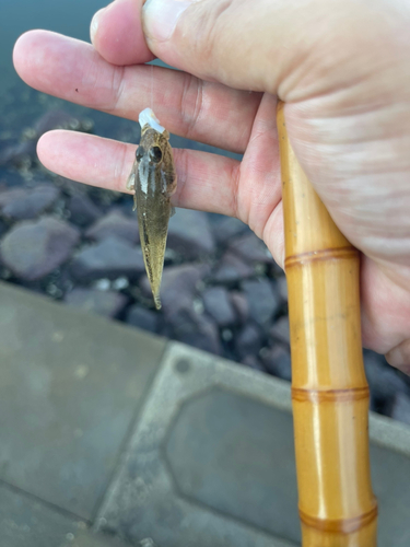 マハゼの釣果