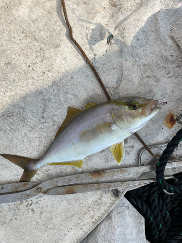 カンパチの釣果