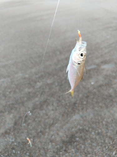 マアジの釣果