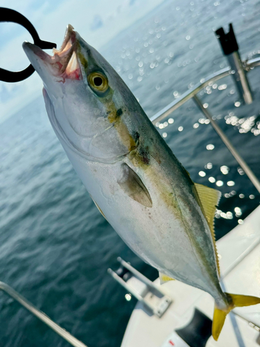 イナダの釣果