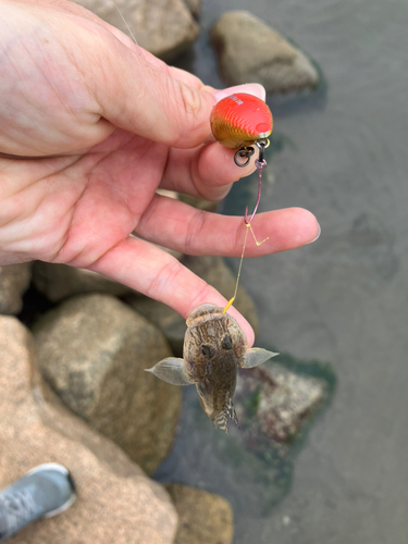 マハゼの釣果